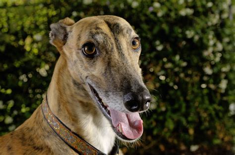 Greyhounds Online .